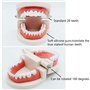 Lot de 2 modèles dentaires avec 2 brosses à dents - Modèle dentaire pour enfants - Modèle dentaire - En PVC - Pour les cours den