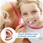 Lot de 2 modèles dentaires avec 2 brosses à dents - Modèle dentaire pour enfants - Modèle dentaire - En PVC - Pour les cours den