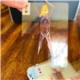 bjlysk The Body Deck Jeu de cartes squelette humain – Outil d'étude d'anatomie transparent et jeu de poker éducatif | Cartes en 