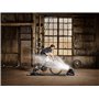 Wahoo KICKR HEADWIND Ventilateur Bluetooth, Noir
