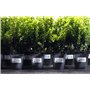 Avery L4775 Pack de 20 Etiquettes Adhésives ultra résistantes 210 x 297 mm Blanc