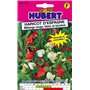 Haricots d'Espagne - Mélange Rouge