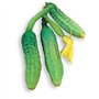 50 graines à semer - Le Grenier d'Abondance - CORNICHON Fin de Meaux - Cucumis sativus