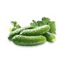 50 graines à semer - Le Grenier d'Abondance - CORNICHON Fin de Meaux - Cucumis sativus