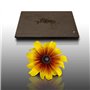 100 graines Fleurs à semer - Le Grenier d'Abondance - RUDBECKIA Hirta Gloriosa Daisies