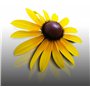 100 graines Fleurs à semer - Le Grenier d'Abondance - RUDBECKIA Hirta Gloriosa Daisies
