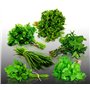 Lot de 1300 graines à semer - Le Grenier d'Abondance - Classiques Aromatiques - 6 sachets individuels