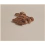 10 graines à semer - Le Grenier d'Abondance - Palmier bambou - PTYCHOSPERMA Microcarpum
