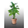 10 graines à semer - Le Grenier d'Abondance - Palmier bambou - PTYCHOSPERMA Microcarpum