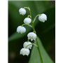 TERRE DE ROSE - Savon muguet 150g - produits artisanaux français - made in France - cosmétiques naturelles - 100% d'origine végé