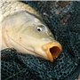 LAZER LINE CARP Fil de pêche Fluo Monofil 300 m Diamètre 0,26 mm Test 5,5 kg – Fil orange fluorescent – Méthode Feeder Pêche à l