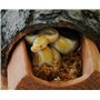 Lucky Reptile Sphagnum Moss - 500 g Brique de Mousse pour Terrarium - Augmente l'humidité de l'air - Mousse de Culture contrôlée