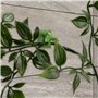 Maintenir Plantes grimpantes