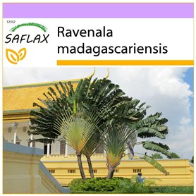 SAFLAX - Arbre du voyageur - 8 graines - Ravenala madagascariensis