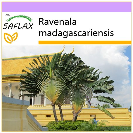 SAFLAX - Arbre du voyageur - 8 graines - Ravenala madagascariensis