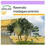 SAFLAX - Arbre du voyageur - 8 graines - Ravenala madagascariensis