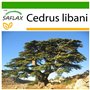 SAFLAX - Cèdre du Liban - 20 graines - Avec substrat - Cedrus libani