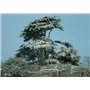 SAFLAX - Cèdre du Liban - 20 graines - Avec substrat - Cedrus libani