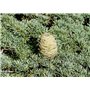 SAFLAX - Cèdre du Liban - 20 graines - Avec substrat - Cedrus libani