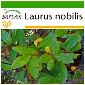 SAFLAX - Laurier vrai - 6 graines - Avec substrat - Laurus nobilis