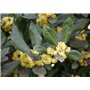 SAFLAX - Laurier vrai - 6 graines - Avec substrat - Laurus nobilis