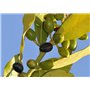 SAFLAX - Laurier vrai - 6 graines - Avec substrat - Laurus nobilis