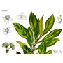SAFLAX - Laurier vrai - 6 graines - Avec substrat - Laurus nobilis