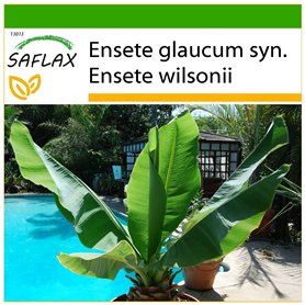 SAFLAX - Bananier des neiges - 10 graines - Avec substrat - Ensete glaucum syn. Ensete wilsonii