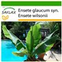 SAFLAX - Bananier des neiges - 10 graines - Avec substrat - Ensete glaucum syn. Ensete wilsonii