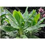 SAFLAX - Bananier des neiges - 10 graines - Avec substrat - Ensete glaucum syn. Ensete wilsonii