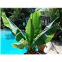 SAFLAX - Bananier des neiges - 10 graines - Avec substrat - Ensete glaucum syn. Ensete wilsonii