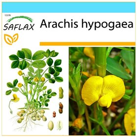 SAFLAX - Kit cadeau - Cacahuète - 8 graines - Arachis hypogaea