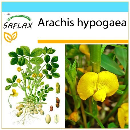 SAFLAX - Kit cadeau - Cacahuète - 8 graines - Arachis hypogaea