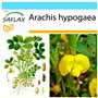 SAFLAX - Kit cadeau - Cacahuète - 8 graines - Arachis hypogaea