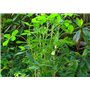 SAFLAX - Kit cadeau - Cacahuète - 8 graines - Arachis hypogaea