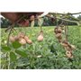 SAFLAX - Kit cadeau - Cacahuète - 8 graines - Arachis hypogaea