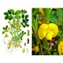 SAFLAX - Kit cadeau - Cacahuète - 8 graines - Arachis hypogaea