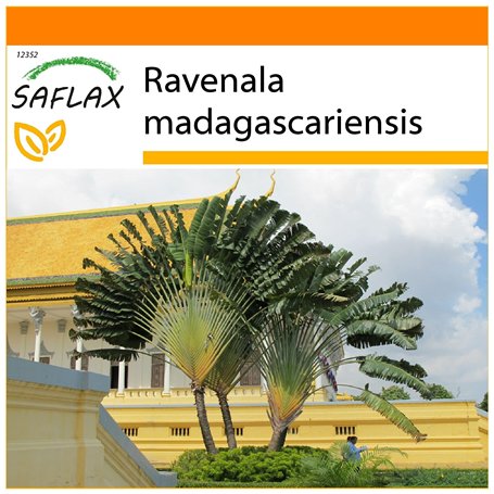 SAFLAX - Jardin dans le sac - Arbre du voyageur - 8 graines - Ravenala madagascariensis