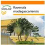 SAFLAX - Jardin dans le sac - Arbre du voyageur - 8 graines - Ravenala madagascariensis
