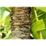 SAFLAX - Jardin dans le sac - Arbre du voyageur - 8 graines - Ravenala madagascariensis