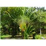 SAFLAX - Jardin dans le sac - Arbre du voyageur - 8 graines - Ravenala madagascariensis
