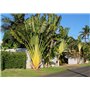 SAFLAX - Jardin dans le sac - Arbre du voyageur - 8 graines - Ravenala madagascariensis