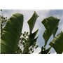 SAFLAX - Jardin dans le sac - Arbre du voyageur - 8 graines - Ravenala madagascariensis