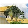 SAFLAX - Jardin dans le sac - Arbre du voyageur - 8 graines - Ravenala madagascariensis