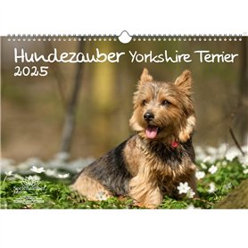 Hundezauber Yorkshire Terrier Calendrier DIN A3 pour chiots et chiens 2025 – Coffret cadeau Contenu : 1 calendrier