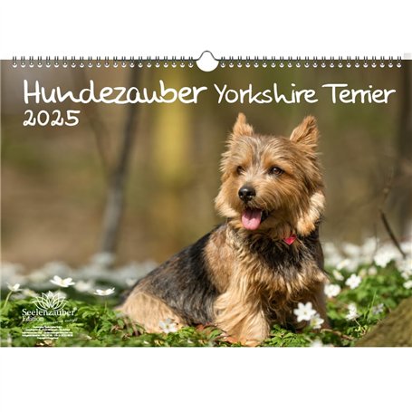 Hundezauber Yorkshire Terrier Calendrier DIN A3 pour chiots et chiens 2025 – Coffret cadeau Contenu : 1 calendrier