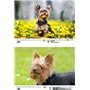 Hundezauber Yorkshire Terrier Calendrier DIN A3 pour chiots et chiens 2025 – Coffret cadeau Contenu : 1 calendrier, 1 carte de N