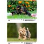 Hundezauber Yorkshire Terrier Calendrier DIN A3 pour chiots et chiens 2025 – Coffret cadeau Contenu : 1 calendrier, 1 carte de N