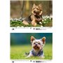 Hundezauber Yorkshire Terrier Calendrier DIN A3 pour chiots et chiens 2025 – Coffret cadeau Contenu : 1 calendrier, 1 carte de N