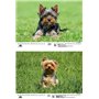 Hundezauber Yorkshire Terrier Calendrier DIN A3 pour chiots et chiens 2025 – Coffret cadeau Contenu : 1 calendrier, 1 carte de N